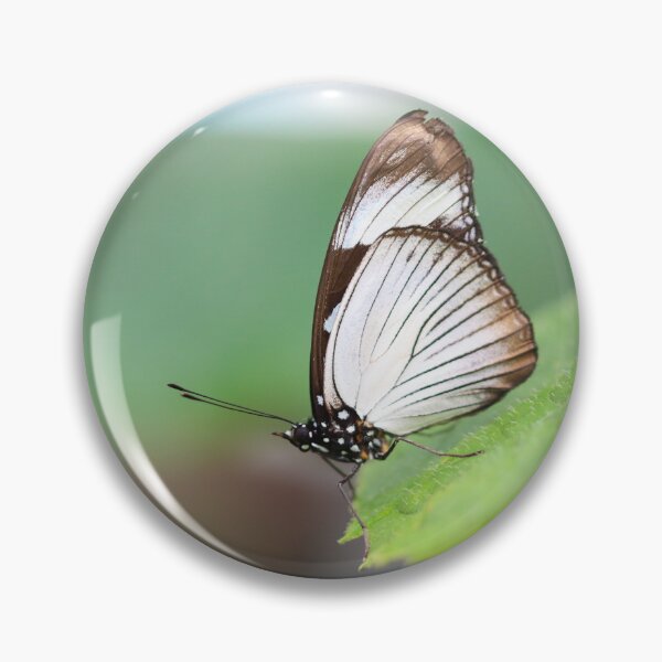 Item preview, Friar butterfly designed and sold by GreyFeatherPhot.
