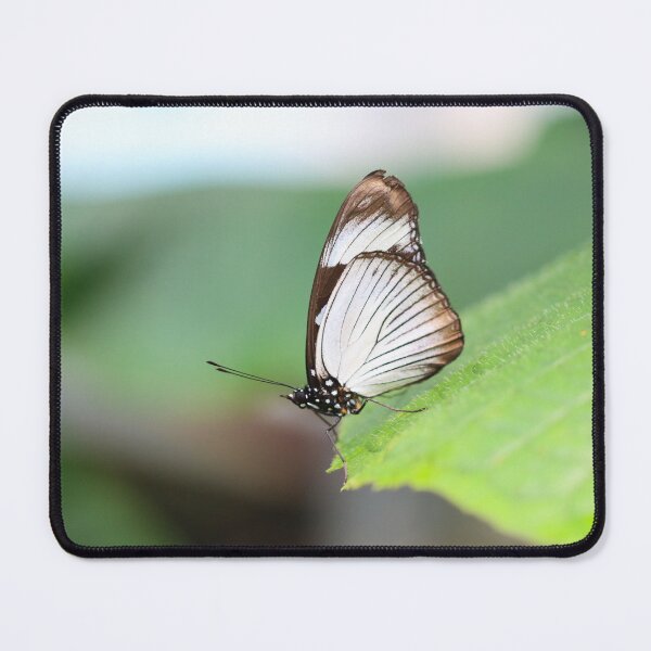 Item preview, Friar butterfly designed and sold by GreyFeatherPhot.