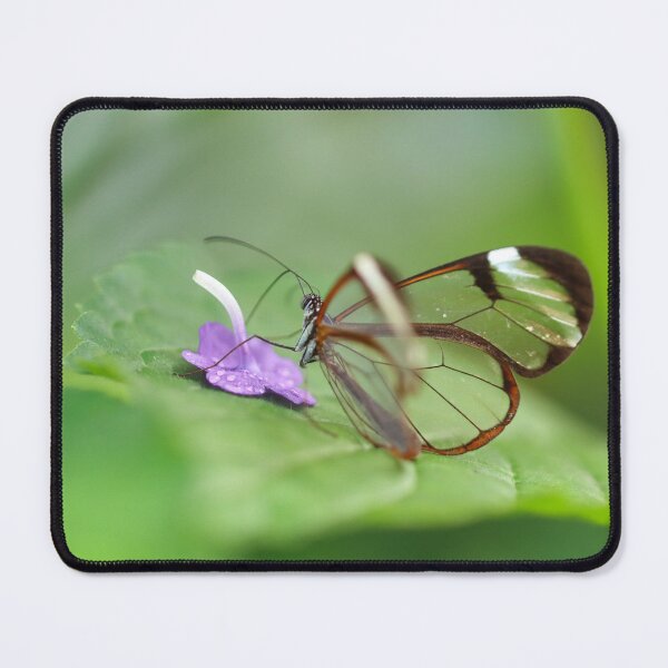 Item preview, Glasswing sipping nectar designed and sold by GreyFeatherPhot.