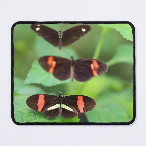 Item preview, A trio of longwings designed and sold by GreyFeatherPhot.