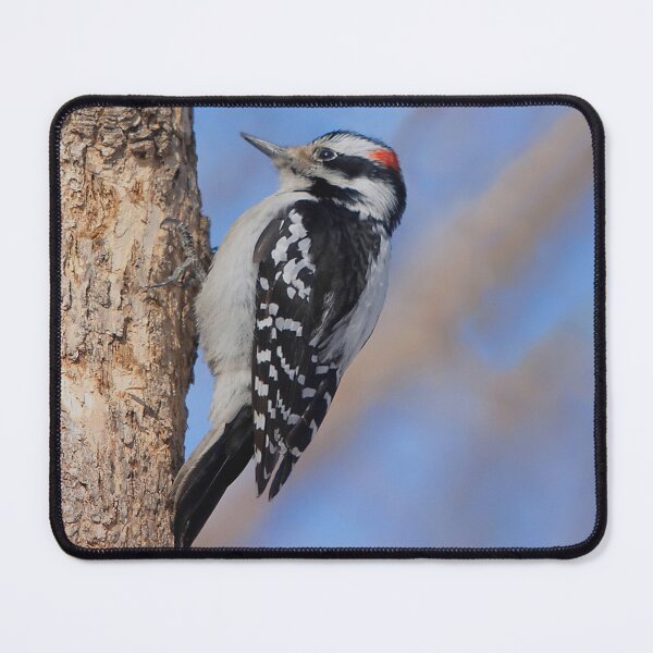 Item preview, The downy woodpecker, the smallest woodpecker in Quebec designed and sold by Production Art Manon Meilleur.