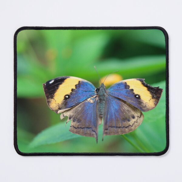 Item preview, Dead leaf butterfly - upperwing designed and sold by GreyFeatherPhot.