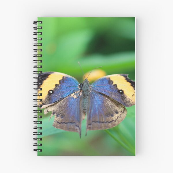 Item preview, Dead leaf butterfly - upperwing designed and sold by GreyFeatherPhot.