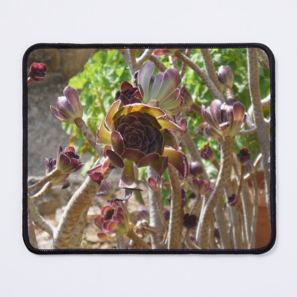Item preview, Black Rose Succulent designed and sold by Kiko 7.