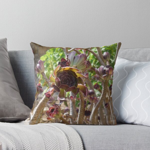 Item preview, Black Rose Succulent designed and sold by Kiko 7.