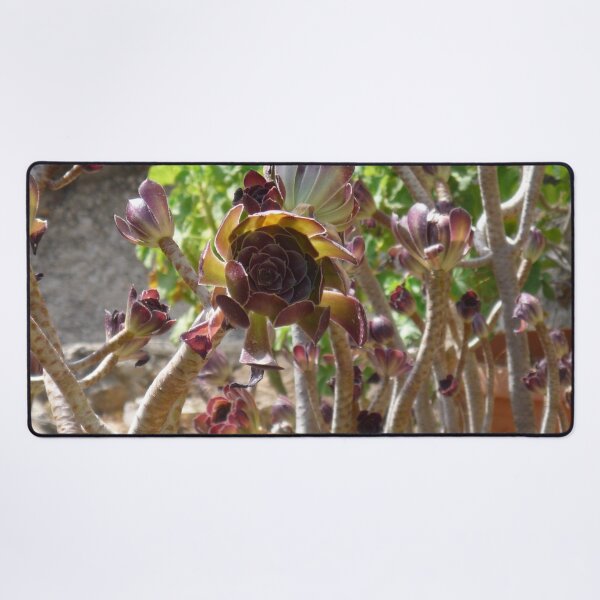 Item preview, Black Rose Succulent designed and sold by Kiko 7.