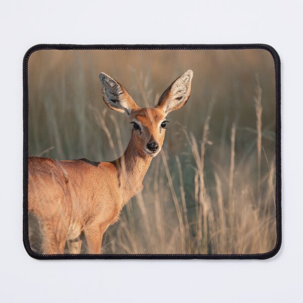 Item preview, Ears of Dawn — Steenbok in Tall Grass, Moremi designed and sold by DavideAntoniani.