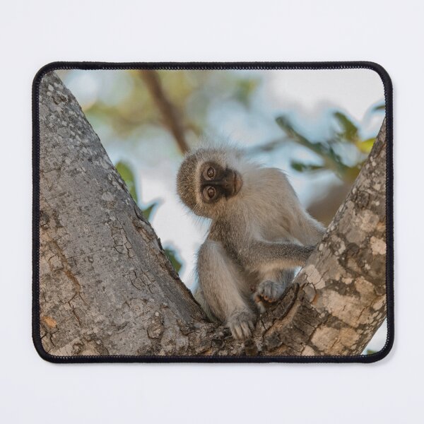Item preview, Tilted Curiosity — Young Vervet of Moremi designed and sold by DavideAntoniani.