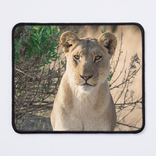 Item preview, Sunlit Vigil — Lioness of Moremi, Okavango Delta designed and sold by DavideAntoniani.