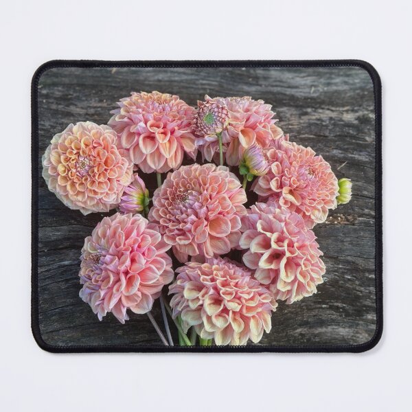 Item preview, Serenade CanCan designed and sold by Serenade Dahlias.