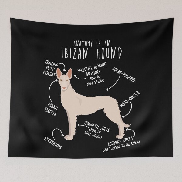 Item preview, White Wire-Haired Ibizan Hound Dog Anatomy designed and sold by Clara Hollins.