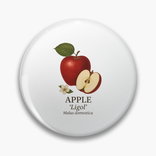 Item preview, Apple ‘Ligol’ – Malus domestica designed and sold by BloomKind.