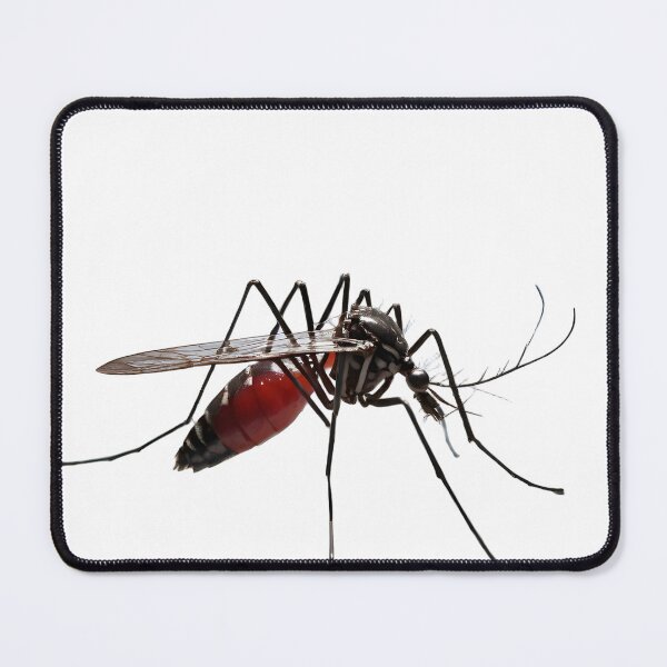 Item preview, Aedes Aegypti - The Dengue and Zika Vector Mosquito, Fully Blood-Fed designed and sold by Maldives-Art.