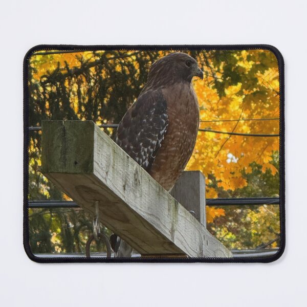 Item preview, Hawk Perched Amidst Autumn Colors designed and sold by Ulrikagard.