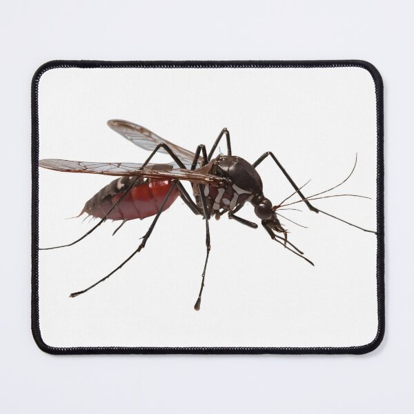 Item preview, Aedes Aegypti | The Striking Dengue designed and sold by Maldives-Art.