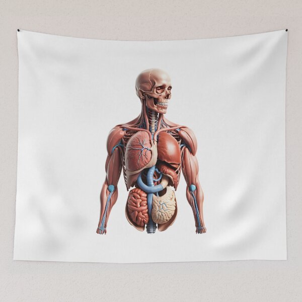 Item preview, The Atlas Figure | Full Musculoskeletal and Organ Display designed and sold by Maldives-Art.