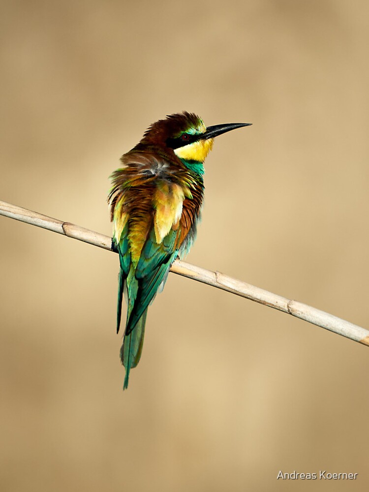 Thumbnail 4 of 4, iPhone Case, Bee-eater (Merops apiaster) designed and sold by AndreasKoerner.
