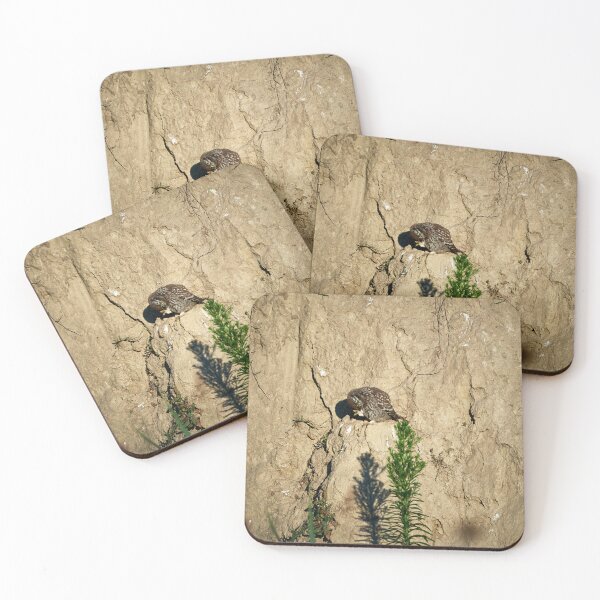 Item preview, Little Owl (Athene noctua) designed and sold by Andreas Koerner.
