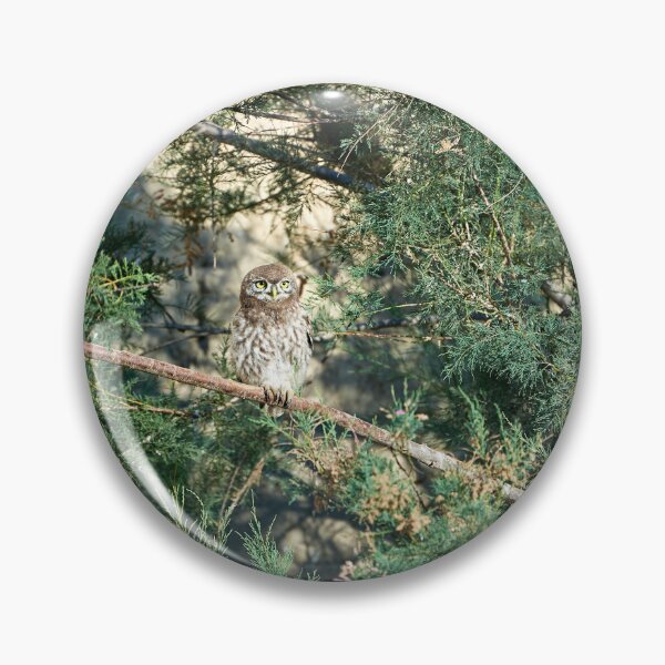 Item preview, Little Owl (Athene noctua) designed and sold by Andreas Koerner.