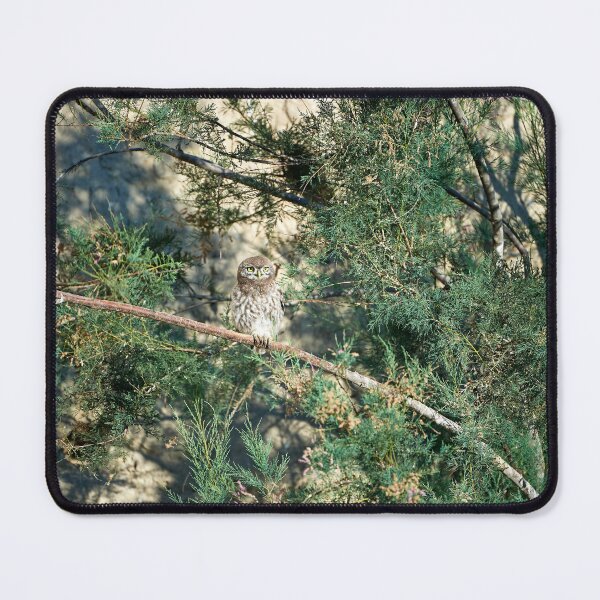 Item preview, Little Owl (Athene noctua) designed and sold by Andreas Koerner.
