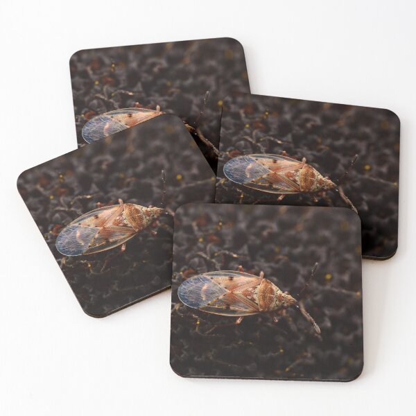 Item preview, Patterned Bug Macro – Transparent Wings and Textured Contrast designed and sold by Goiko7Margarita.