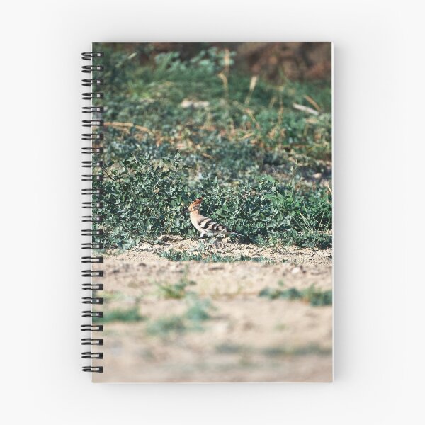 Item preview, Hoopoe (Upupa epops) designed and sold by Andreas Koerner.