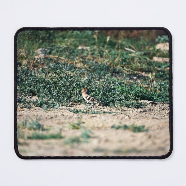 Item preview, Hoopoe (Upupa epops) designed and sold by Andreas Koerner.