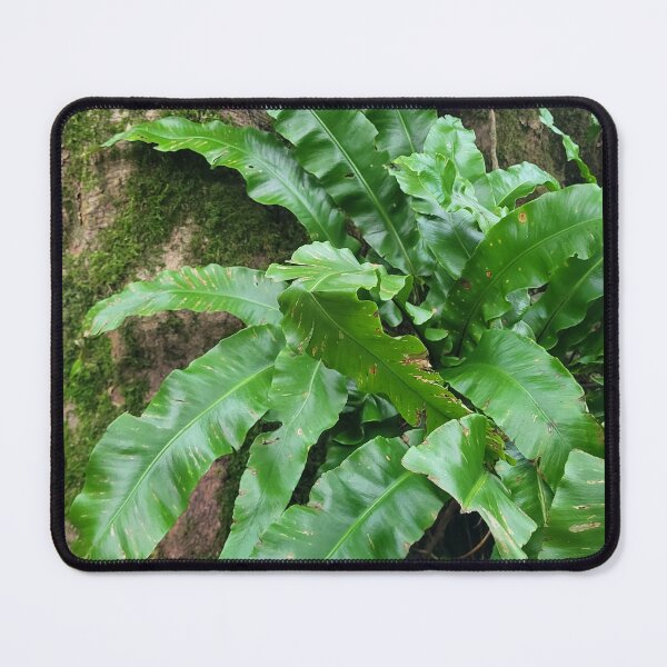 Item preview, Hart's Tongue Fern designed and sold by AnthonyThomas.