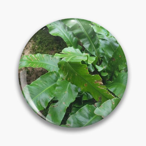 Item preview, Hart's Tongue Fern designed and sold by AnthonyThomas.