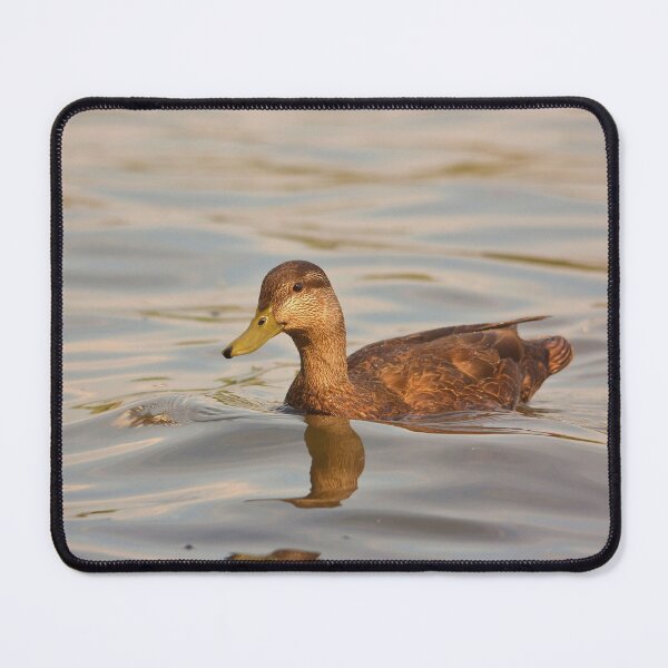 Item preview, A female mallard swimming on the water designed and sold by Production Art Manon Meilleur.