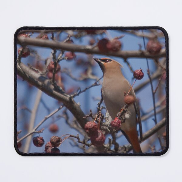 Item preview, Waxwing on a crabapple branch against a blue sky designed and sold by Production Art Manon Meilleur.