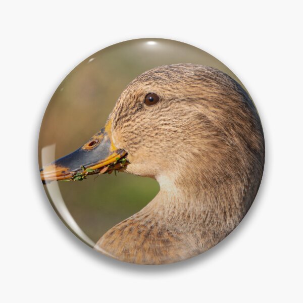 Item preview, Close profile of female Mallard duck with lake greens in her bill designed and sold by lisavonbiela.