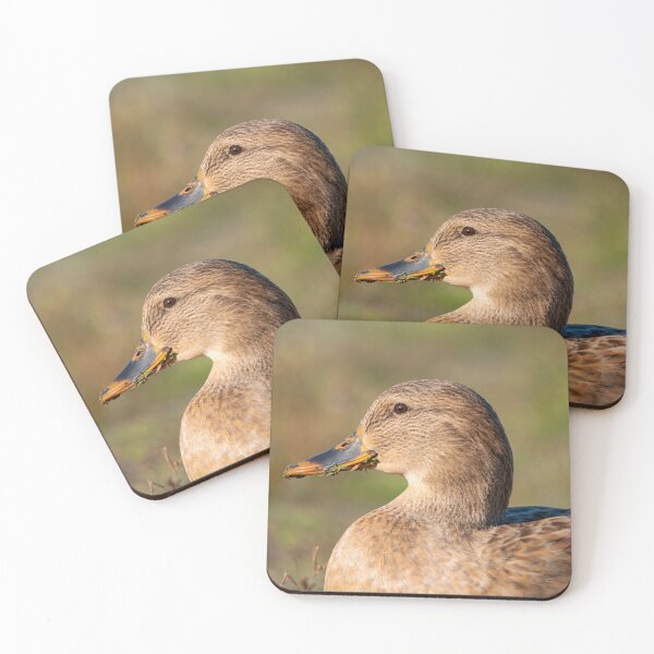 Item preview, Close profile of female Mallard duck with lake greens in her bill designed and sold by lisavonbiela.