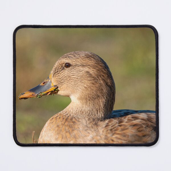 Item preview, Close profile of female Mallard duck with lake greens in her bill designed and sold by lisavonbiela.