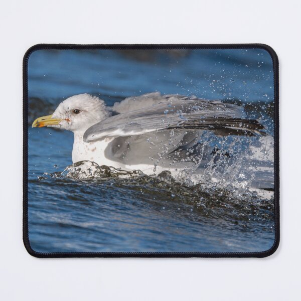 Item preview, Glaucous-winged Gull sparkling and splashing in Lake Sammamish designed and sold by lisavonbiela.