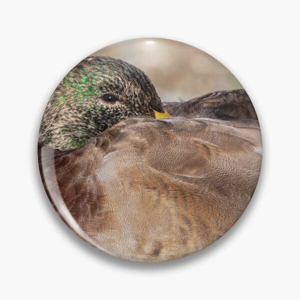 Item preview, Nonbreeding Mallard drake with partially grown green head feathers designed and sold by lisavonbiela.