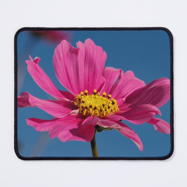 Item preview, Pink Cosmos in blue sky designed and sold by Cblifeisgood.