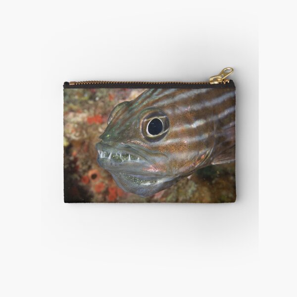 Item preview, Tiger Cardinalfish with Eggs designed and sold by Mark Rosenstein.