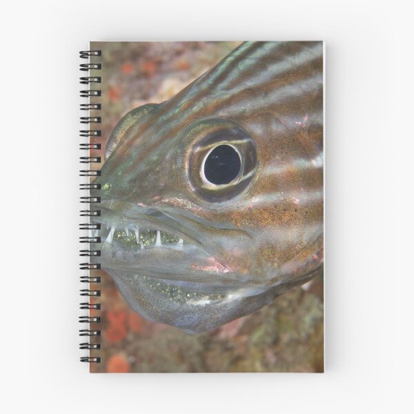 Item preview, Tiger Cardinalfish with Eggs designed and sold by Mark Rosenstein.