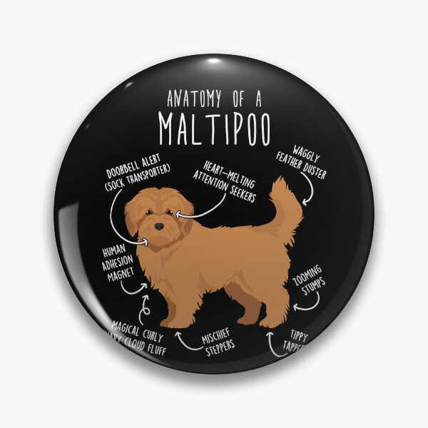 Item preview, Apricot Maltipoo Dog Anatomy designed and sold by Clara Hollins.