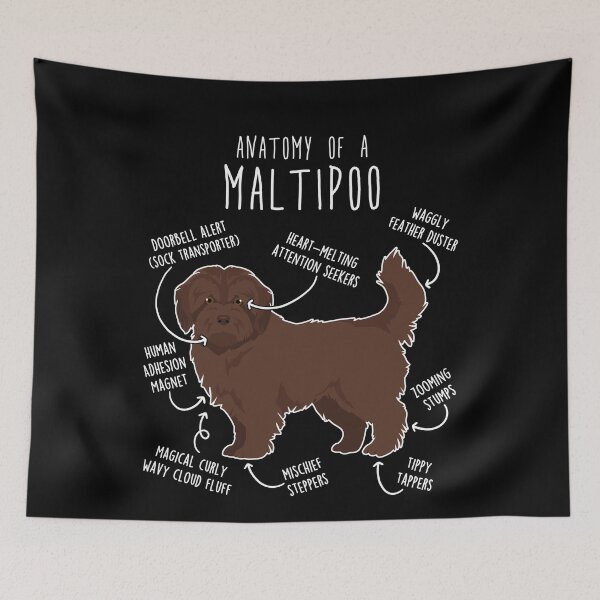 Item preview, Chocolate Maltipoo Dog Anatomy designed and sold by Clara Hollins.