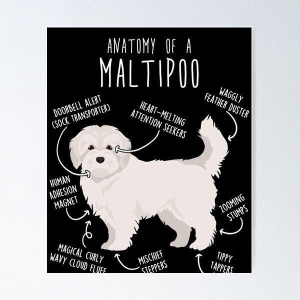 Item preview, Maltipoo Dog Anatomy designed and sold by Clara Hollins.