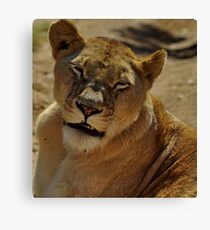 Sleepy lioness Leinwanddruck