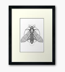 Death's-Head Hawkmoth Framed Print
