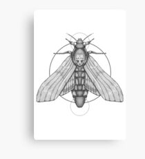 Death's-Head Hawkmoth Canvas Print