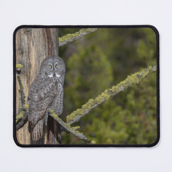 Item preview, Great grey owl - Basking in the autumn Sun designed and sold by Puttaswamy Ravishankar.