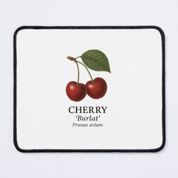 Item preview, Cherry ‘Burlat’ – Prunus avium designed and sold by BloomKind.