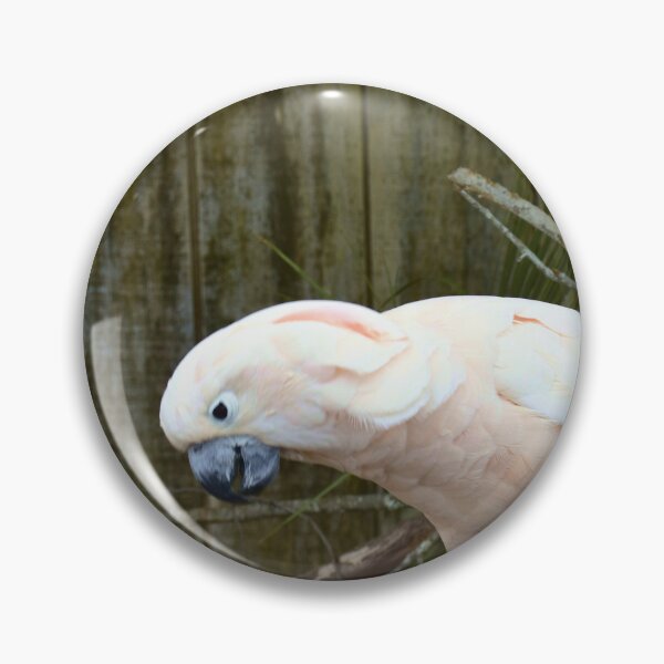 Item preview, Sulphur-crested Cockatoo Perched on a Branch designed and sold by MercerImages.