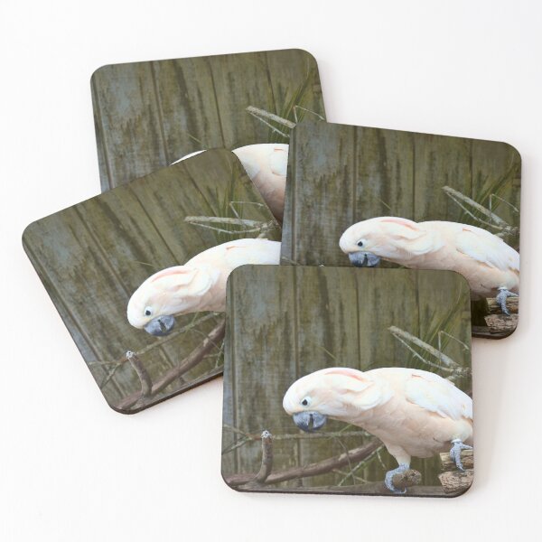 Item preview, Sulphur-crested Cockatoo Perched on a Branch designed and sold by MercerImages.
