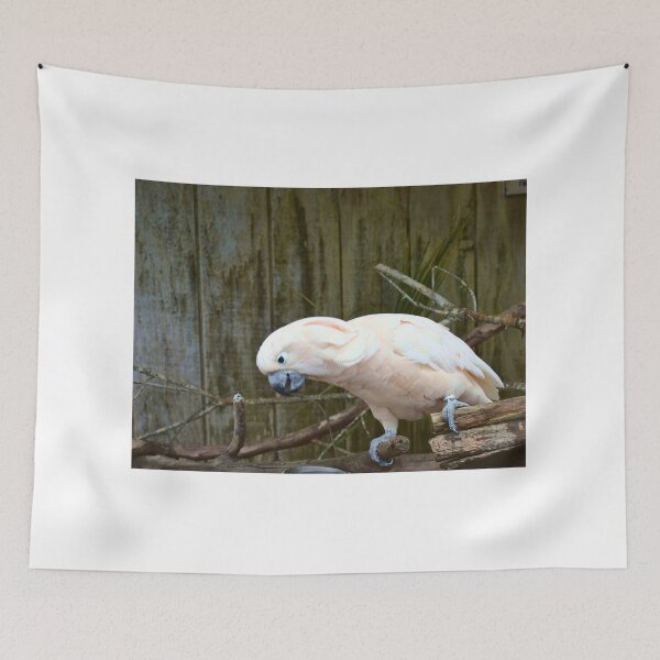Item preview, Sulphur-crested Cockatoo Perched on a Branch designed and sold by MercerImages.